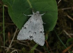 Hvitt kveldfly (Acronicta leporina)