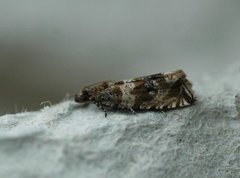 Engprydvikler (Celypha cespitana)