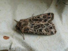 Nettnellikfly (Sideridis reticulata)