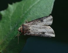 Dobbeltpunktfly (Axylia putris)