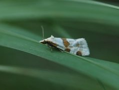 Tistelpraktvikler (Aethes cnicana)