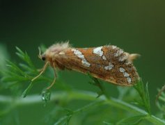 Dvergroteter (Phymatopus hecta)