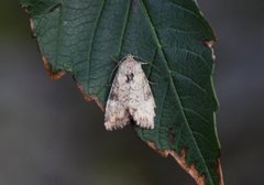 Praktengfly (Apamea scolopacina)