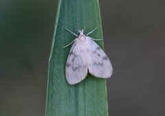 Nakenspinner (Nudaria mundana)