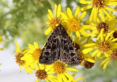 Nettfly (Naenia typica)