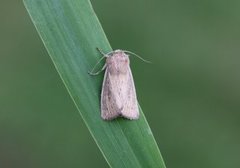 Punktgressfly (Leucania obsoleta)