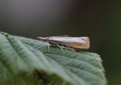 Perlemornebbmott (Catoptria margaritella)