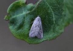 Dvergnebbfly (Hypenodes humidalis)