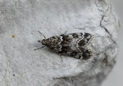 Båndmosemott (Eudonia mercurella)