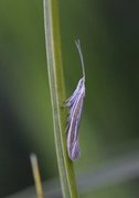 Coleophora pyrrhulipennella