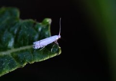 Ospeminérmøll (Phyllocnistis labyrinthella)