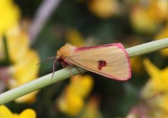 Rødfrynset bjørnespinner (Diacrisia sannio)