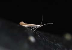 Coleophora discordella