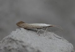 Coleophora albidella