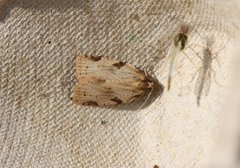 Sumpbladvikler (Clepsis spectrana)