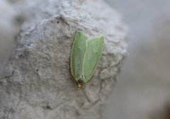 Grønn eikevikler (Tortrix viridana)