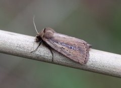 Smalringrørfly (Archanara dissoluta)