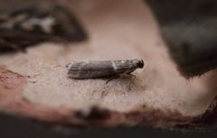 Oresmalmott (Cryptoblabes bistriga)