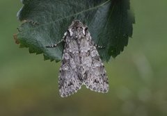 Grått hakefly (Polia nebulosa)