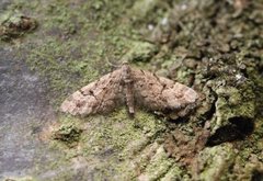 Spissvingedvergmåler (Eupithecia lanceata)