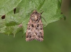 Nettnellikfly (Sideridis reticulata)