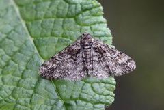 Båndbarkmåler (Cleora cinctaria)