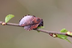 Rødbrun bladspinner (Phyllodesma ilicifolia)