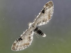 Hvit dvergmåler (Eupithecia centaureata)