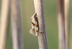 Tistelpraktvikler (Aethes cnicana)