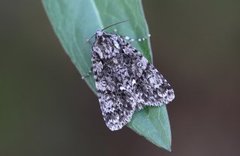 Syrekveldfly (Acronicta rumicis)