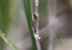 Glyphipterix thrasonella