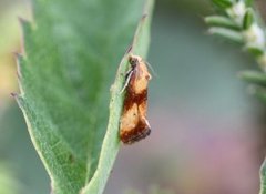 Blodtoppraktvikler (Eupoecilia sanguisorbana)