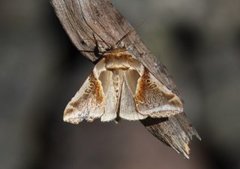 Prakthalvspinner (Habrosyne pyritoides)