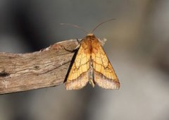 Gullfagerfly (Pyrrhia umbra)