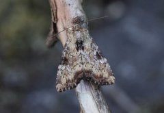 Praktengfly (Apamea scolopacina)