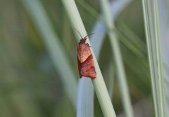 Fjærbåndvikler (Philedone gerningana)