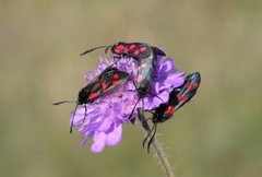 Seksflekket bloddråpesvermer (Zygaena filipendulae)