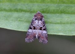 Lite strandengfly (Litoligia literosa)