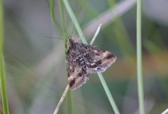 Grobladengmott (Pyrausta despicata)