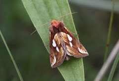 Kortstreket metallfly (Plusia putnami)