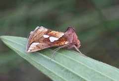 Kortstreket metallfly (Plusia putnami)