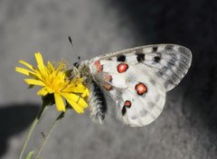 Apollosommerfugl (Parnassius apollo)