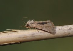 Spinkelt engfly (Mesoligia furuncula)