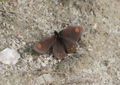 Polarringvinge (Erebia medusa)