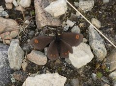 Polarringvinge (Erebia medusa)