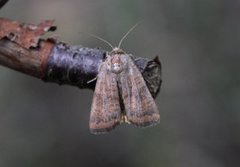 Brunt båndfly (Noctua interjecta)