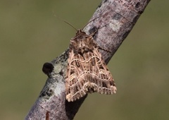 Nettnellikfly (Sideridis reticulata)