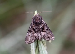 Brunt lærfly (Mniotype adusta)