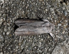 Lyst hettefly (Cucullia umbratica)