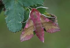 Liten snabelsvermer (Deilephila porcellus)